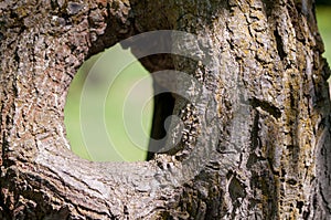 Large hollow tree on a background of green foliage. Serves nest for birds and shelter for animals. shallow depth of field