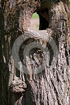 Large hollow tree on a background of green foliage. Serves nest for birds and shelter for animals. shallow depth of field