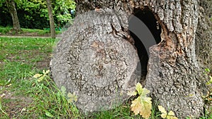 Large Hollow Tree Trunk