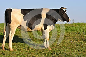 Large Holstein Bull