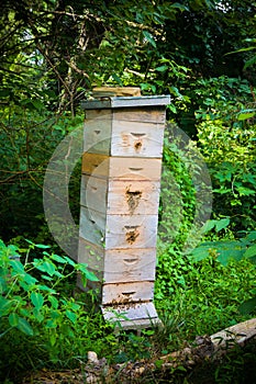 Large Honey Bee Apiary