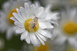 Honey bee on a chamomile Flower photo