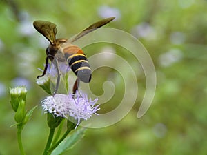 A large honey bee searches for nectar in a small grass flower on an isolated blurred background