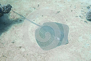 Large honeycomb whipray underwater on sandy sea bed