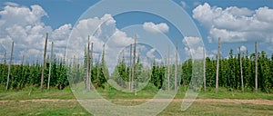 Large Hop Yard Close to Harvest Time