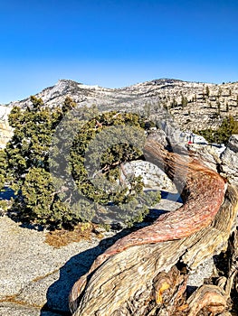 Large Horizontal Growing Tree in Tioga Pass Mountains