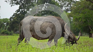 Large horn female buffalo eating grass on the green filed while walking. Thailand Buffaloes. Side view