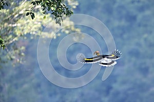 A large hornbill flying in the sky