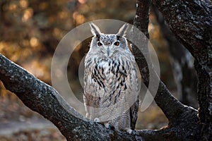 Large horned eurasian eagle-owl on a tree branch