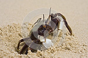Wildlife - Large Horned Ghost Crab photo
