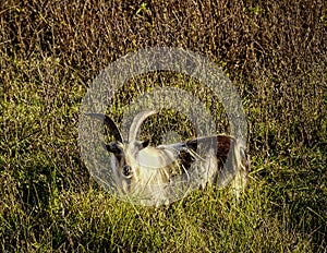 Large horned goat in field