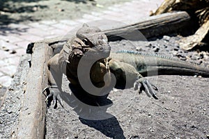 Large horned lizard