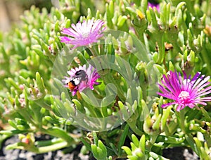 large hornet insect that sucks nectar from flowers