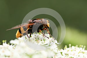 A large hornet mimic Hoverfly, Volucella zonaria, nectaring on a white flower.