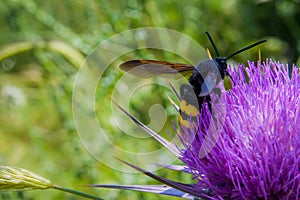 Large hornet pollinates the thistle flower over a background of green herbs and grass. Biotic pollination using living organisms photo