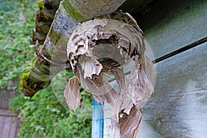 A large hornet`s nest