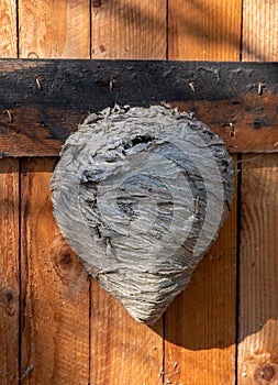 Large hornet's nest on an old wooden wall