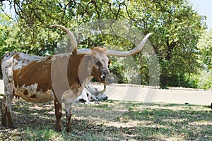 Large horns of Texas longhorn cow in field