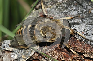 Large Horse Fly