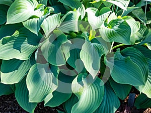 Large hosta (hybrid of Hosta nigrescens) \'Krossa Regal\' with smooth, widely-veined, blue to gray leaves