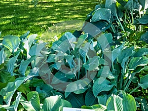 Large hosta (hybrid of Hosta nigrescens) \'Krossa Regal\' with smooth, widely-veined, blue to gray leaves