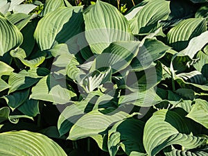 Large hosta (hybrid of Hosta nigrescens) \'Krossa Regal\' with smooth, widely-veined, blue to gray leaves