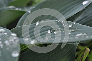 Large hosta leaf with dew drops after rain on a background of green plants in the garden 1