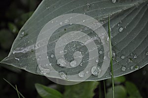 Large hosta leaf with dew drops after rain on a background of green plants in the garden 3