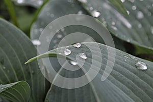 Large hosta leaf with dew drops after rain on a background of green plants in the garden 5