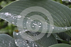 Large hosta leaf with dew drops after rain on a background of green plants in the garden 6