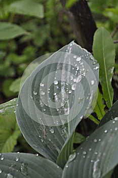 Large hosta leaf with dew drops after rain on a background of green plants in the garden 7