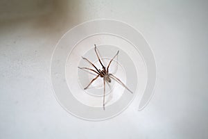 A large house spider in a wash basin sink in a home