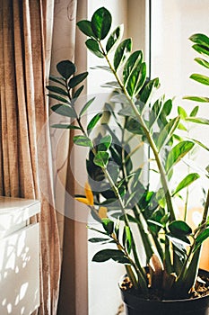 A large houseplant on the windowsill, beautiful sunlight and shadows