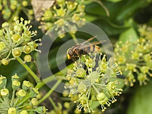 Large hover fly up close on flower autumn insects