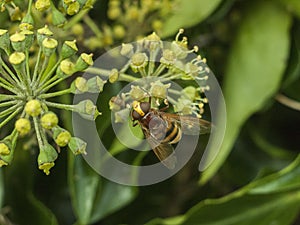 Large hover fly up close on flower autumn insects