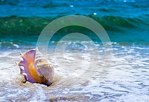 large huge oceanic shell on the yellow sand against a white foam of the surf and the blue sea