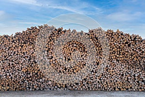 Large huge tall stack of fresh cut lumber trees at a lumberyard wood cutting yard