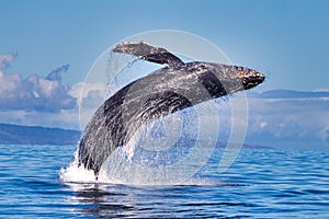 Large humpback whale energitically breaching out of the ocean.
