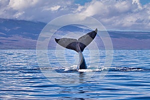 Large humpback whale enthusiastically waving its tail.