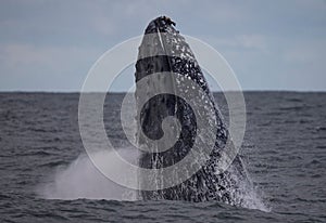 Large humpback whale exhaling while breaching