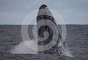 Large humpback whale exhaling while breaching photo