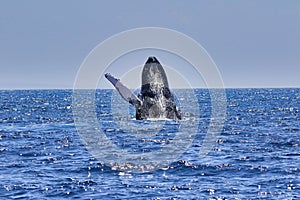 Large humpback whale exhibiting the behavior of breaching.