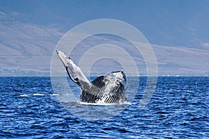 Large humpback whale exhibiting the behavior of breaching.