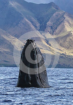 Large humpback whale exhibiting the behavior of spy hopping.