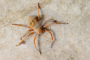 A large huntsman spider