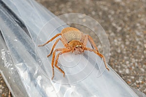 A large huntsman spider