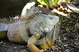 Large Iguana