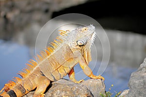 Large iguana