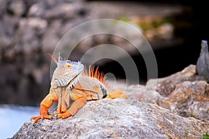 Large iguana