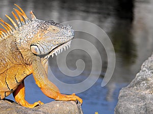 Large iguana